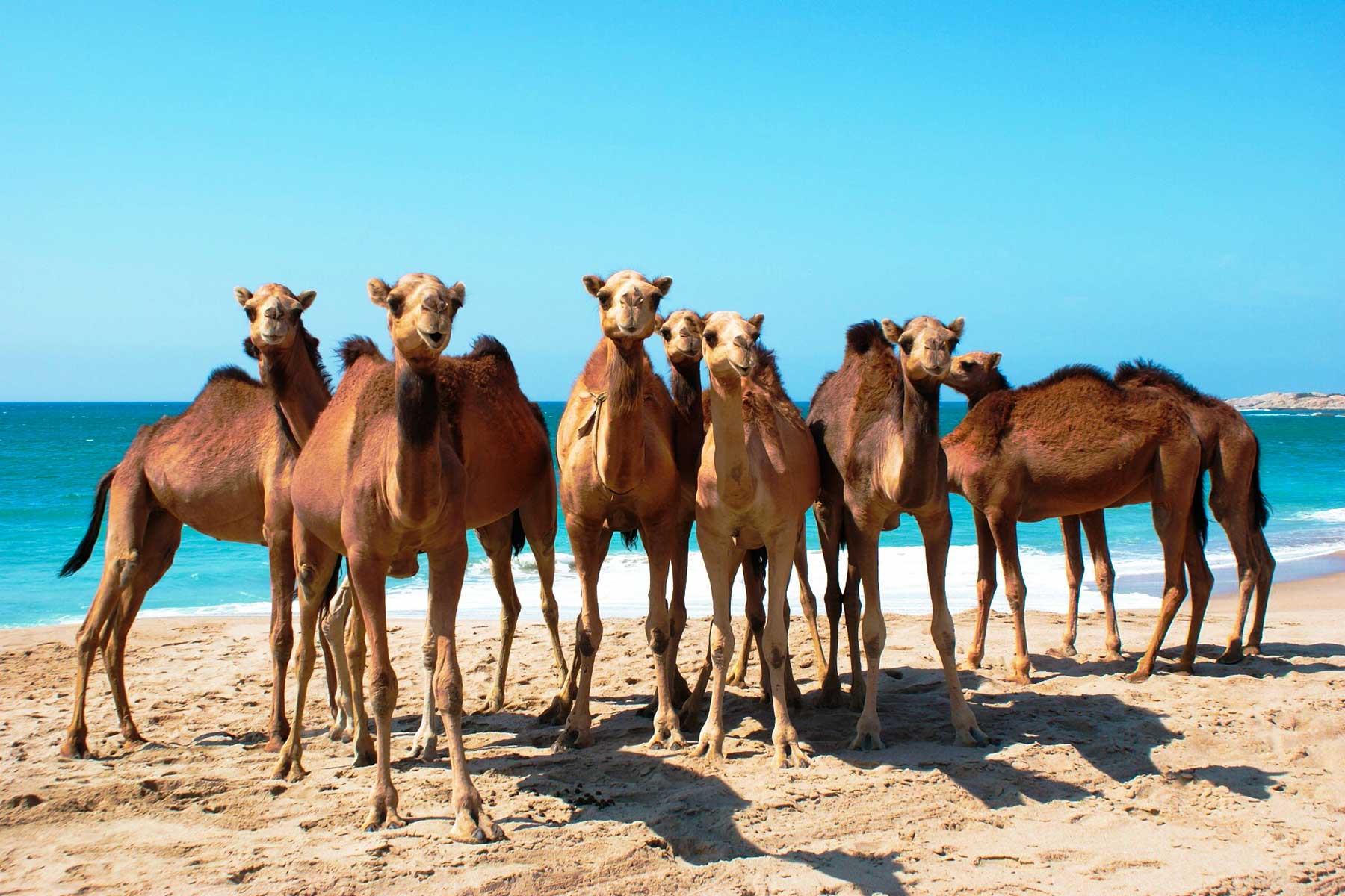 Direct Line Tourism Oman